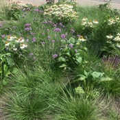 Showtuin Aartselaar Pennisetum Echinacea Verbena Salvia Showtuinrreac04PubliekAartselaarPennisetumEchinaceaVerbena